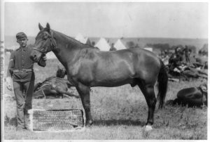 Comanche horse