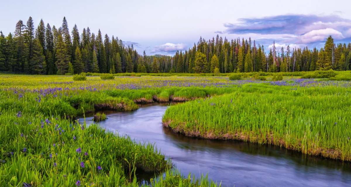 Packer Meadow, Lolo Pass, Idaho